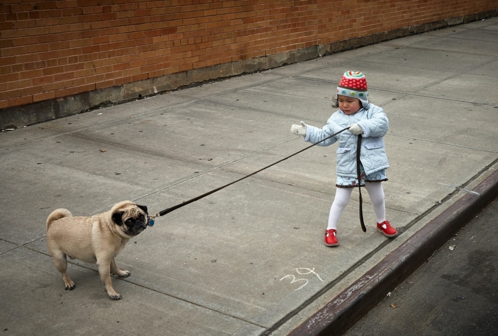 Dog Training 10 2000px