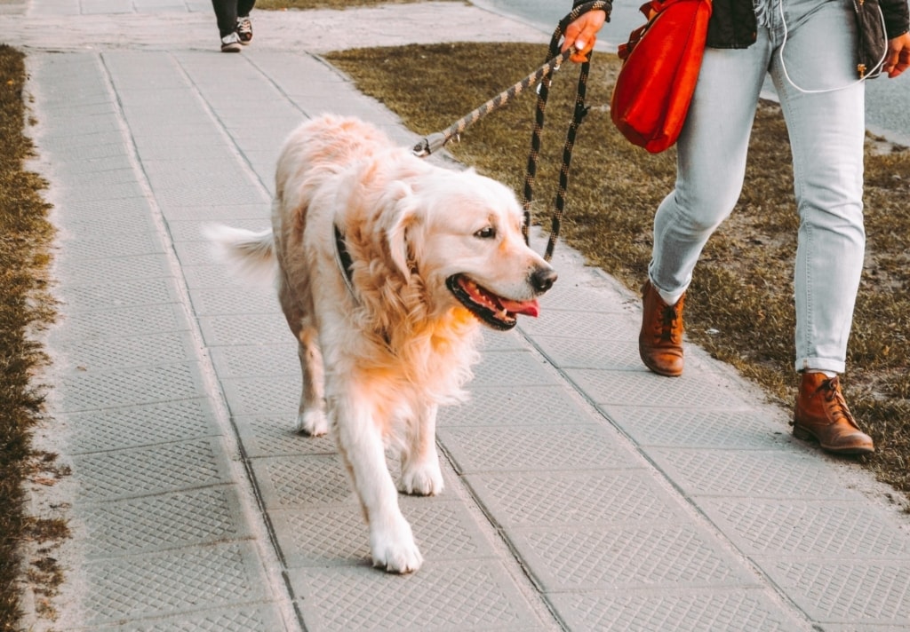 Dog Training 19 2000px