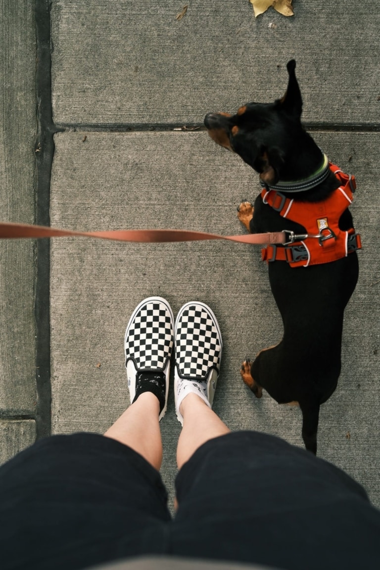 Puppy Training on Leash