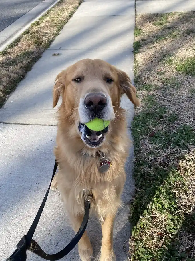 Dog Training Fetch