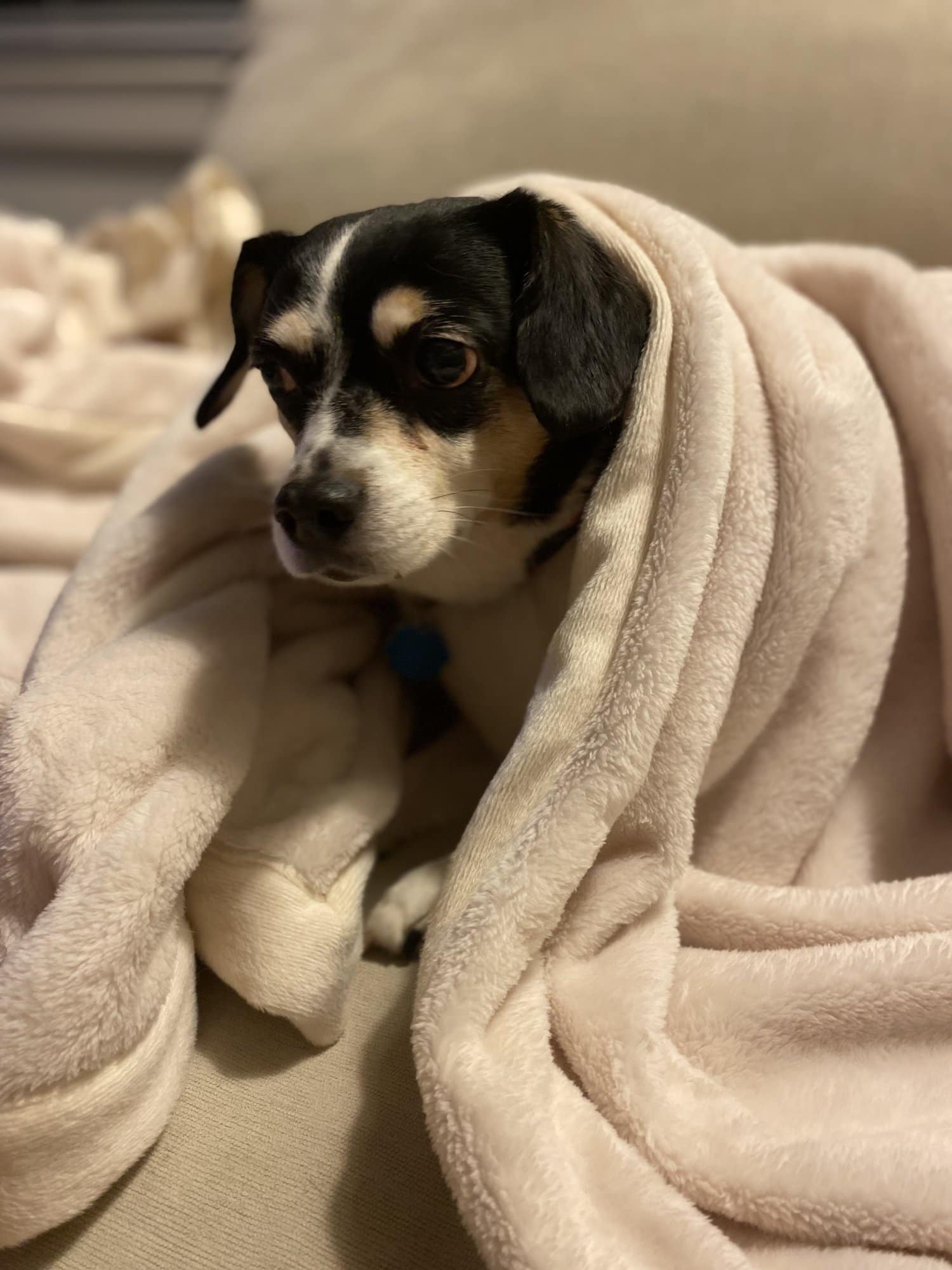 Dog Wrapped In Blanket